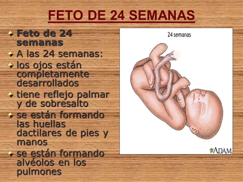 FETO DE 24 SEMANAS Feto de 24 semanas A las 24 semanas: