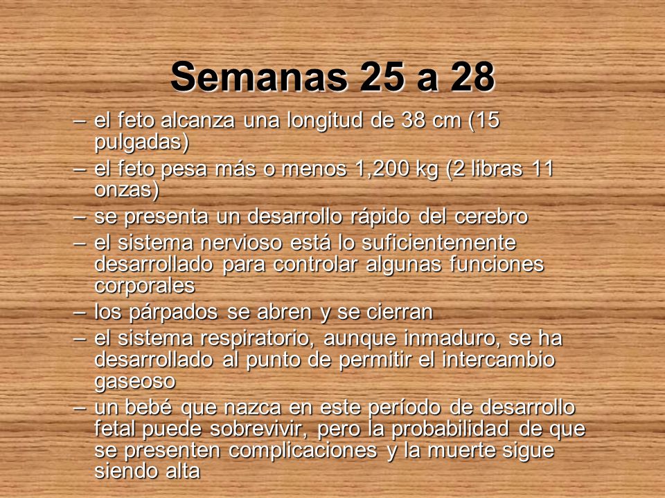 Semanas 25 a 28 el feto alcanza una longitud de 38 cm (15 pulgadas)
