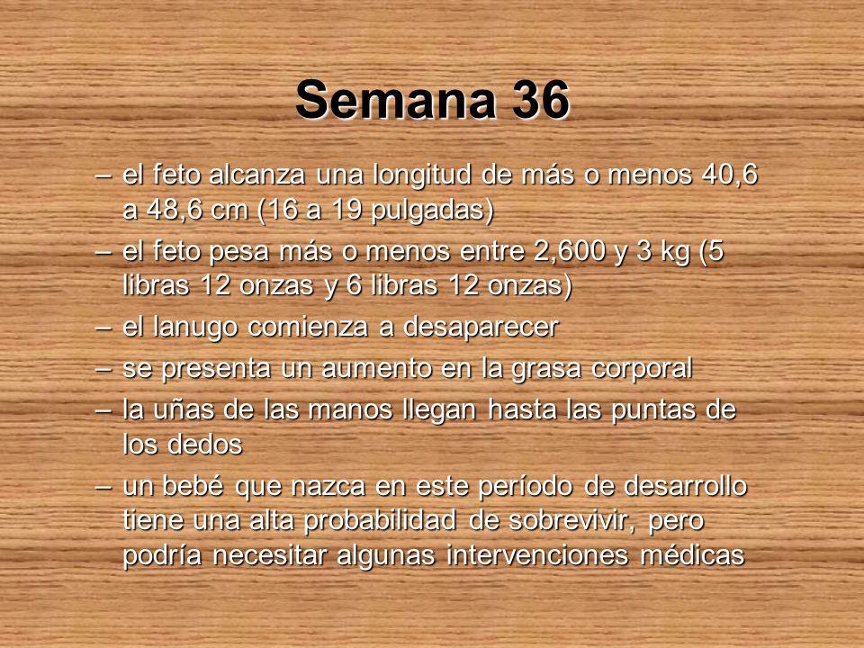 Semana 36 el feto alcanza una longitud de más o menos 40,6 a 48,6 cm (16 a 19 pulgadas)