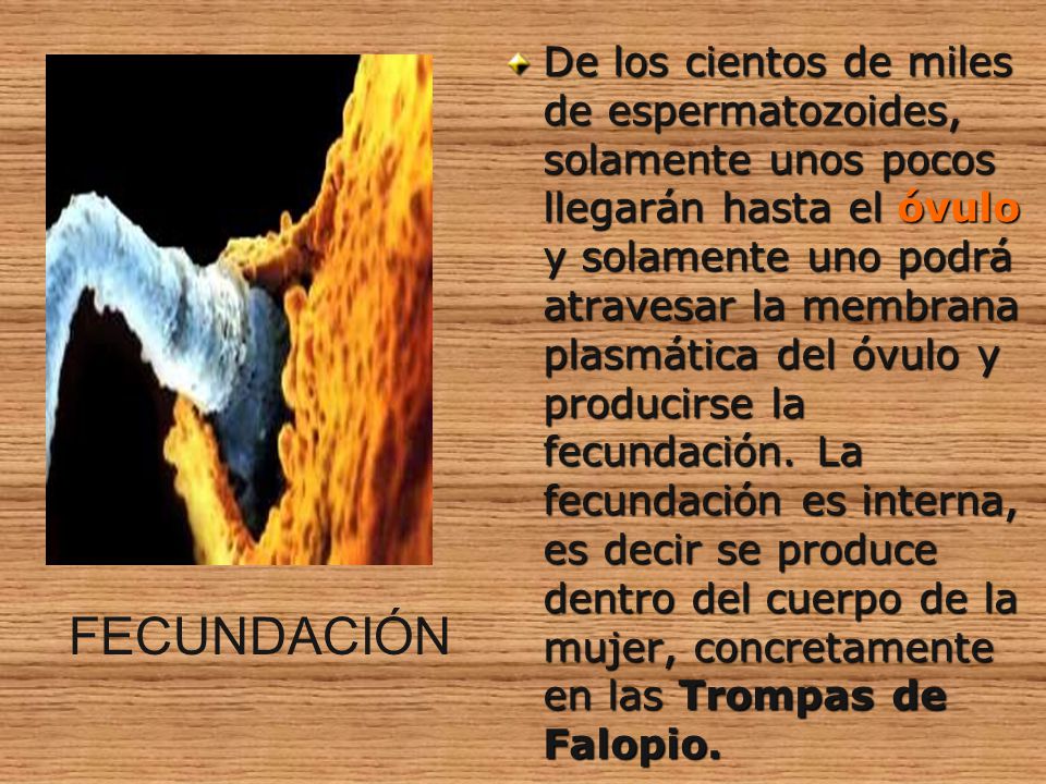 De los cientos de miles de espermatozoides, solamente unos pocos llegarán hasta el óvulo y solamente uno podrá atravesar la membrana plasmática del óvulo y producirse la fecundación. La fecundación es interna, es decir se produce dentro del cuerpo de la mujer, concretamente en las Trompas de Falopio.