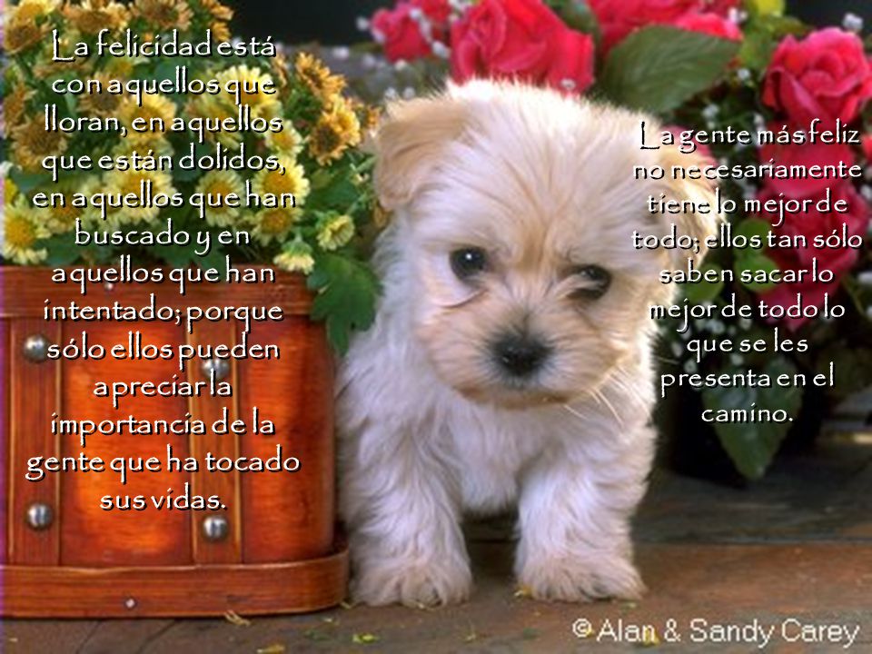 La felicidad está con aquellos que lloran, en aquellos que están dolidos, en aquellos que han buscado y en aquellos que han intentado; porque sólo ellos pueden apreciar la importancia de la gente que ha tocado sus vidas.