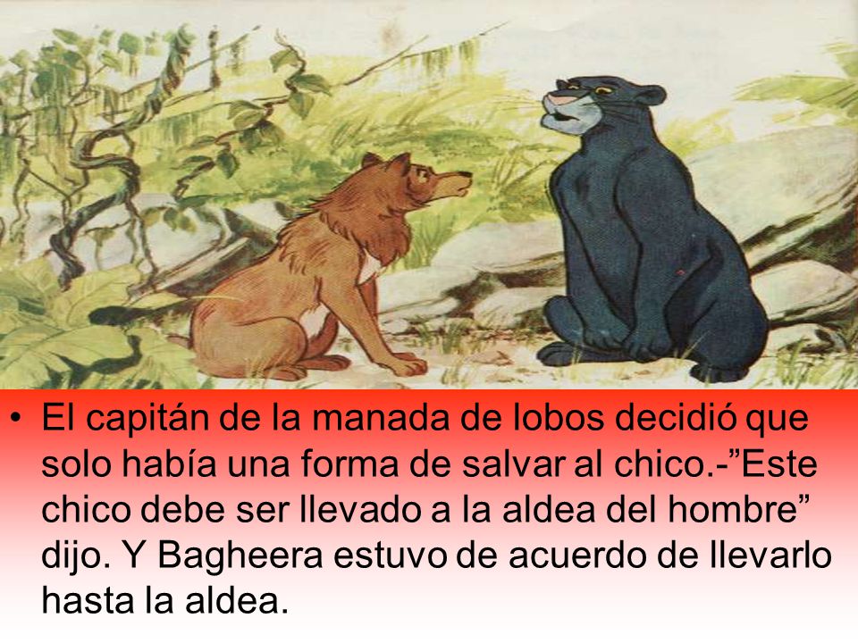 El capitán de la manada de lobos decidió que solo había una forma de salvar al chico.- Este chico debe ser llevado a la aldea del hombre dijo.