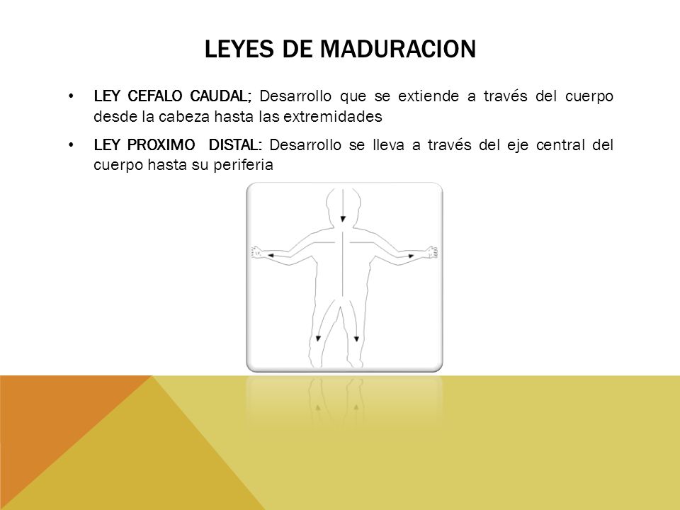 LEYES DE MADURACION LEY CEFALO CAUDAL; Desarrollo que se extiende a través del cuerpo desde la cabeza hasta las extremidades.