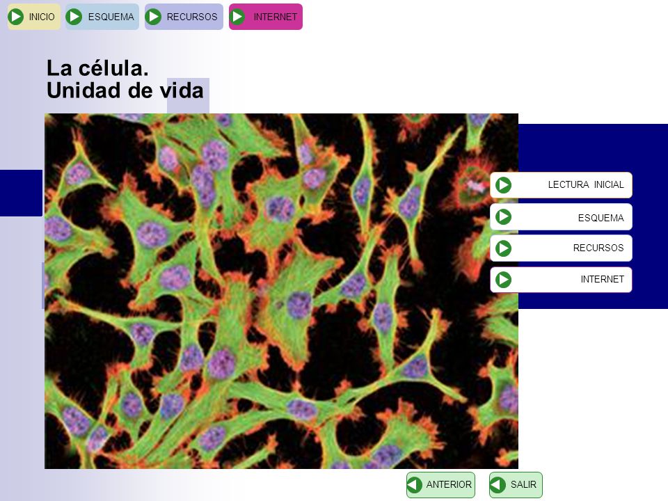 La célula. Unidad de vida ESQUEMA INICIO ESQUEMA RECURSOS INTERNET