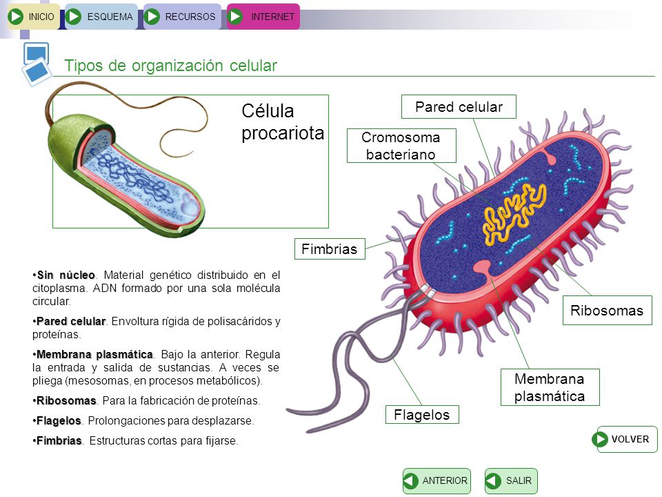 Célula procariota Tipos de organización celular Pared celular