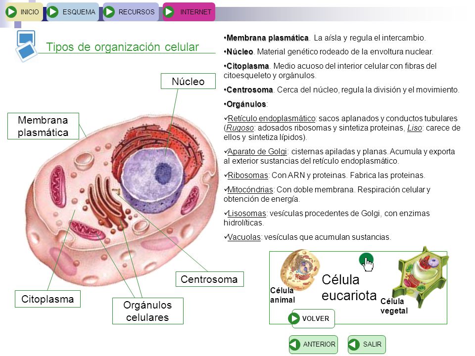 eucariota Tipos de organización celular Célula Núcleo