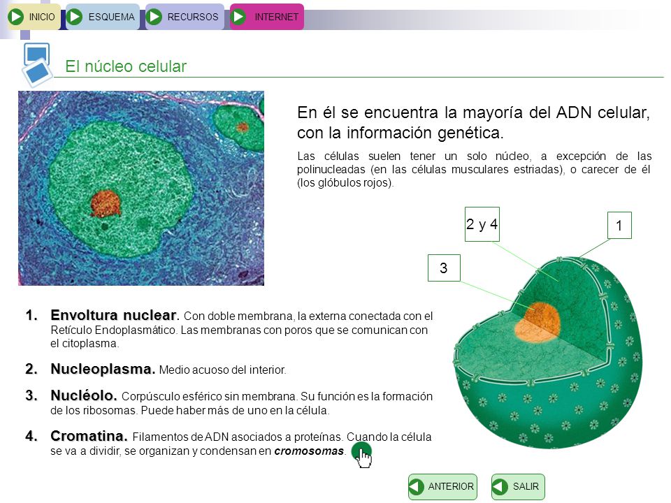 INICIO ESQUEMA. RECURSOS. INTERNET. El núcleo celular. En él se encuentra la mayoría del ADN celular, con la información genética.