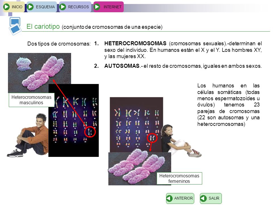 El cariotipo (conjunto de cromosomas de una especie)