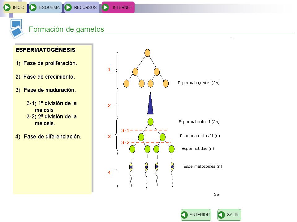 INICIO ESQUEMA RECURSOS INTERNET Formación de gametos ANTERIOR SALIR