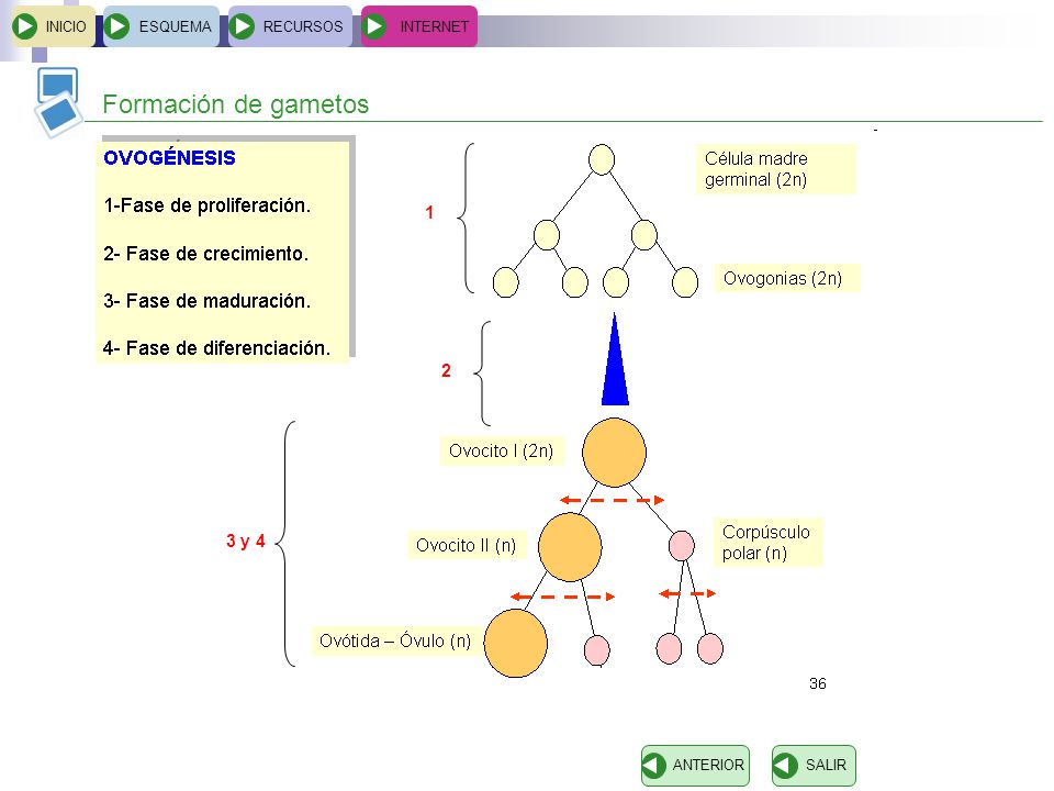 Formación de gametos y 4 INICIO ESQUEMA RECURSOS INTERNET