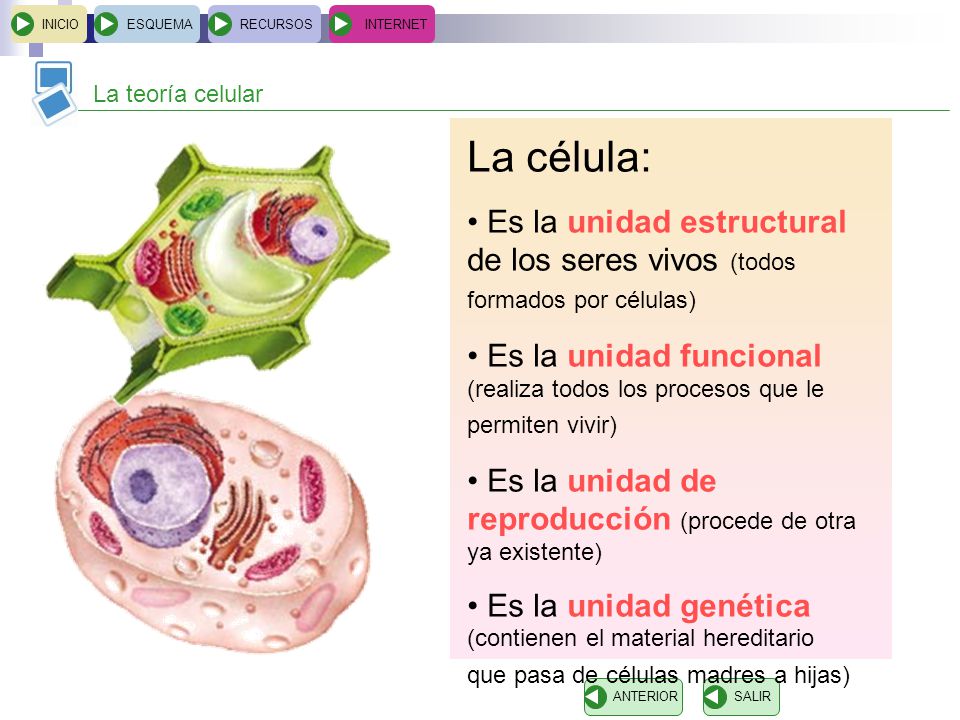INICIO ESQUEMA. RECURSOS. INTERNET. La teoría celular. La célula: