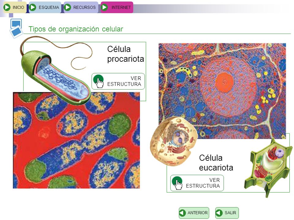 Célula procariota eucariota Tipos de organización celular Célula