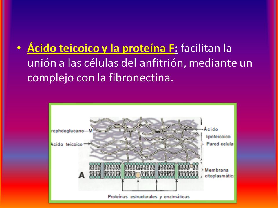 Ácido teicoico y la proteína F: facilitan la unión a las células del anfitrión, mediante un complejo con la fibronectina.