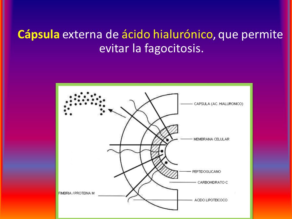 Cápsula externa de ácido hialurónico, que permite evitar la fagocitosis.