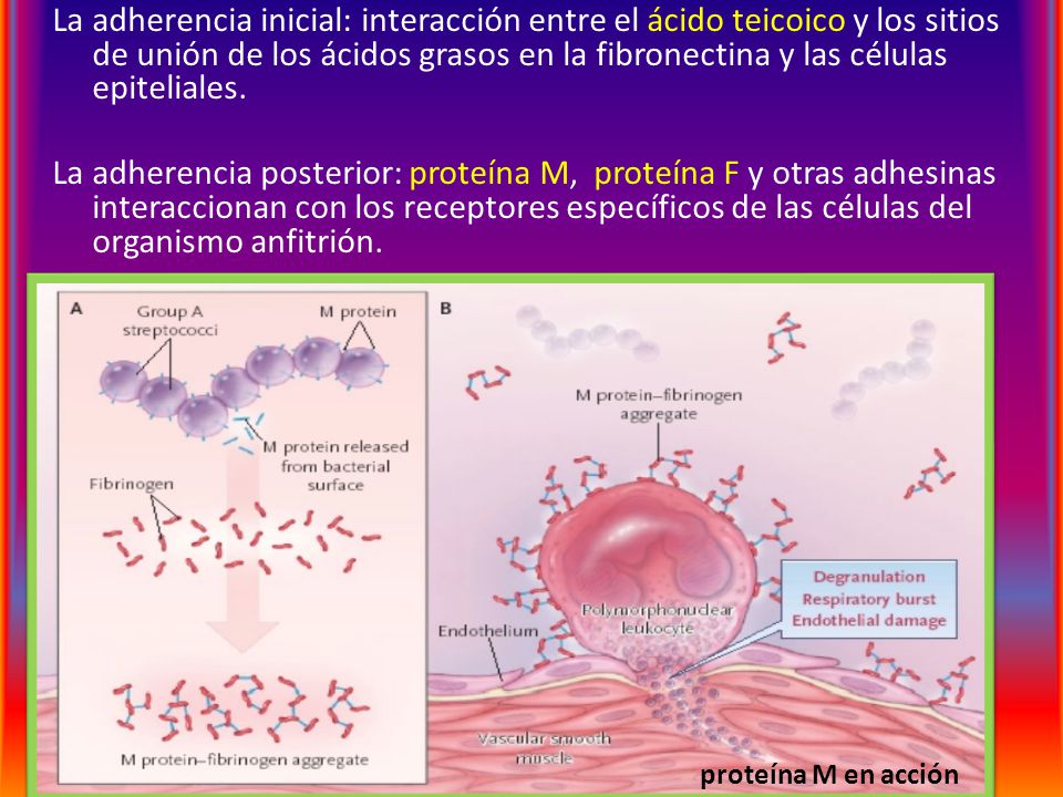 La adherencia inicial: interacción entre el ácido teicoico y los sitios de unión de los ácidos grasos en la fibronectina y las células epiteliales. La adherencia posterior: proteína M, proteína F y otras adhesinas interaccionan con los receptores específicos de las células del organismo anfitrión.