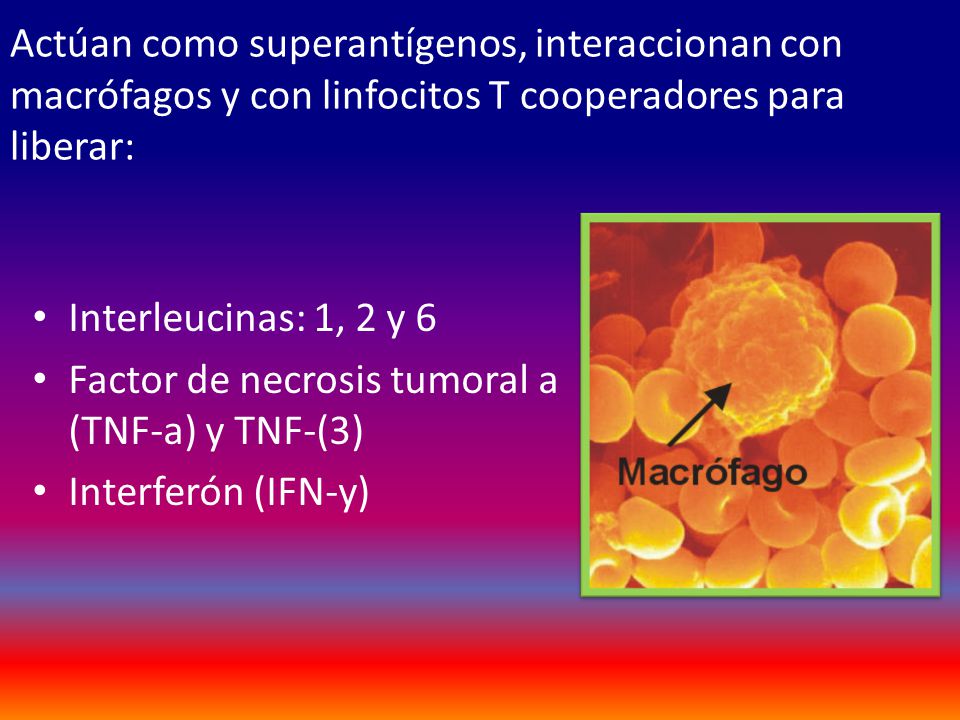 Actúan como superantígenos, interaccionan con macrófagos y con linfocitos T cooperadores para liberar: