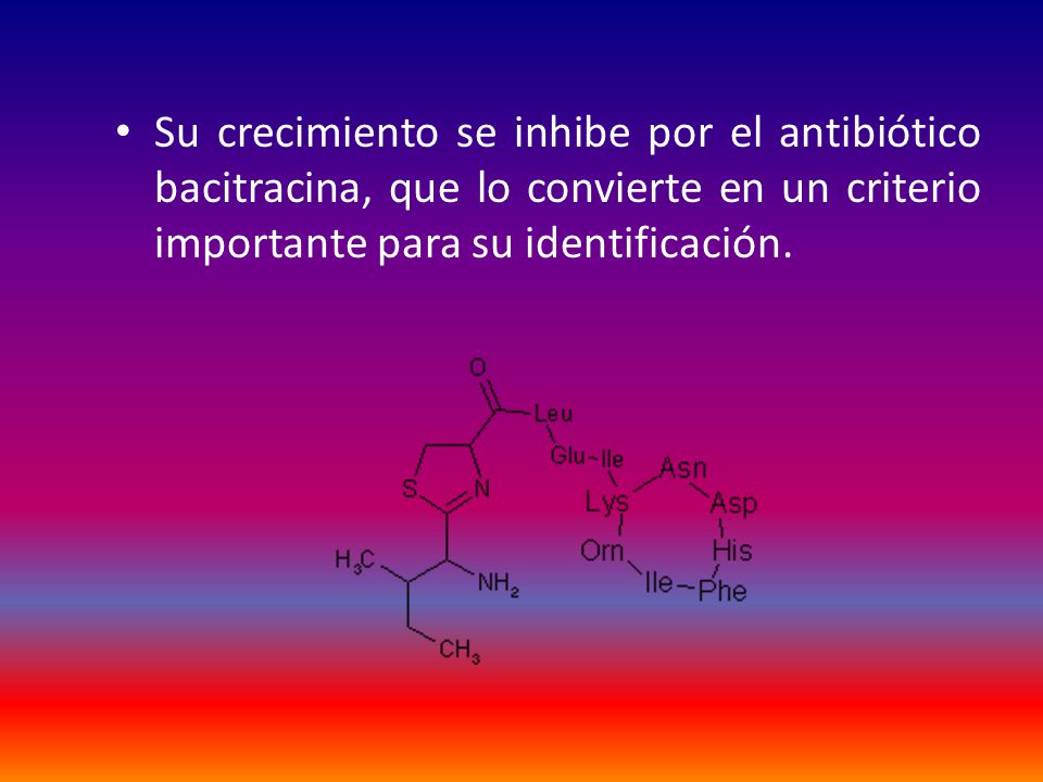 Su crecimiento se inhibe por el antibiótico bacitracina, que lo convierte en un criterio importante para su identificación.