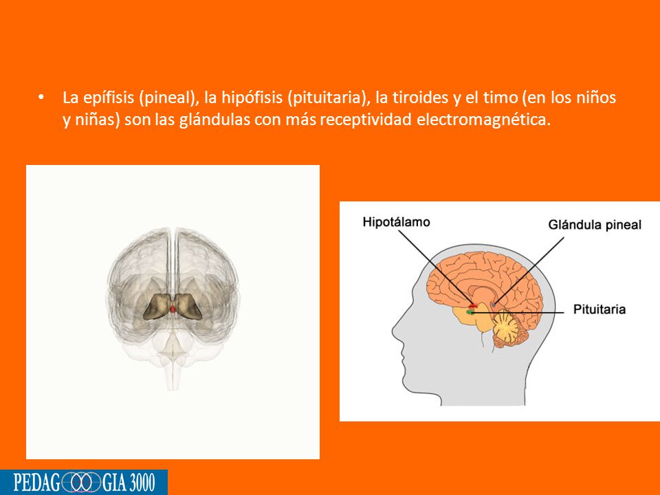 La epífisis (pineal), la hipófisis (pituitaria), la tiroides y el timo (en los niños y niñas) son las glándulas con más receptividad electromagnética.