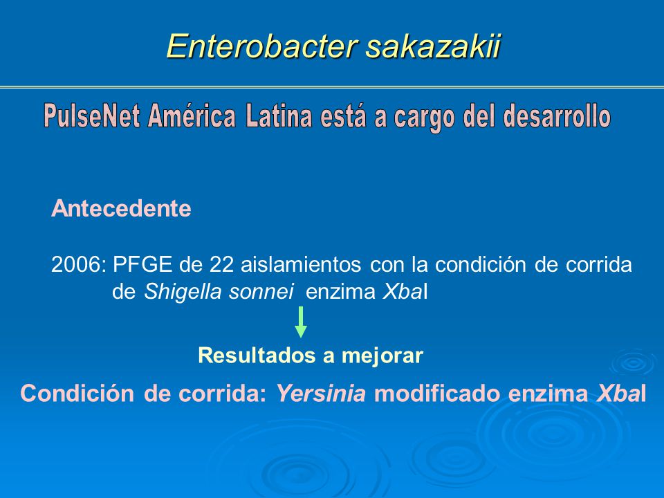Enterobacter sakazakii