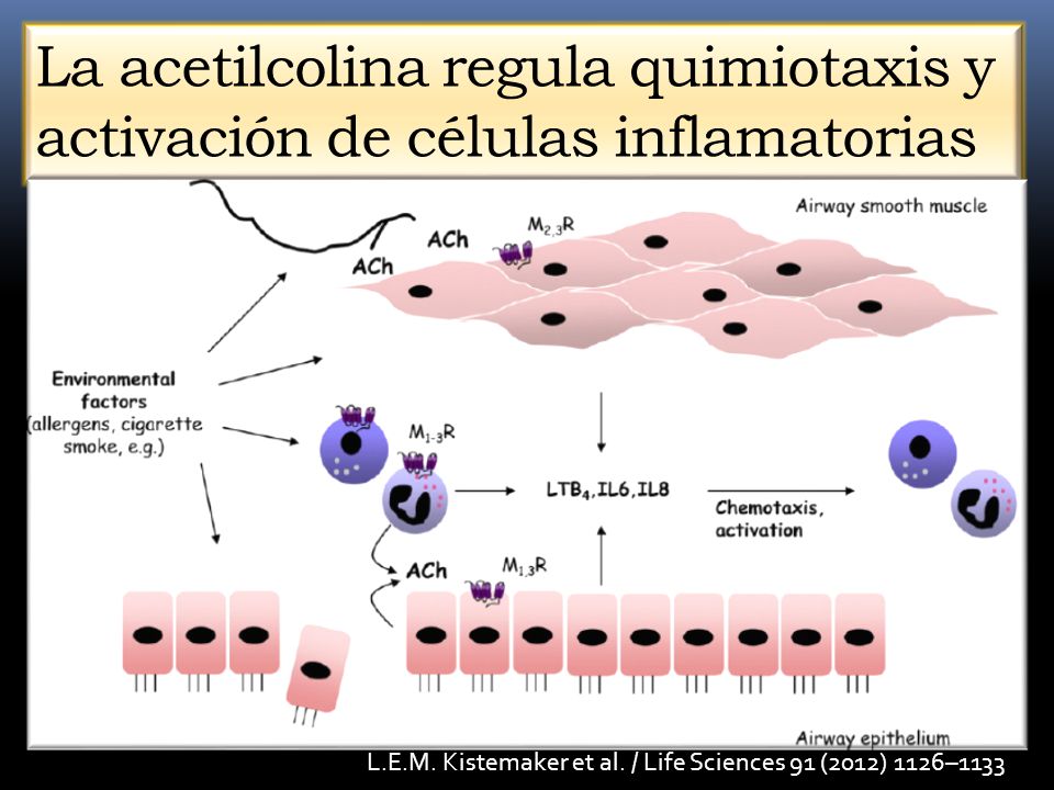 La acetilcolina regula quimiotaxis y activación de células inflamatorias