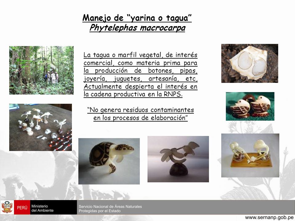 Manejo de yarina o tagua Phytelephas macrocarpa