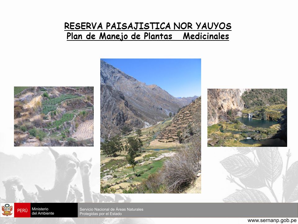 RESERVA PAISAJISTICA NOR YAUYOS Plan de Manejo de Plantas Medicinales
