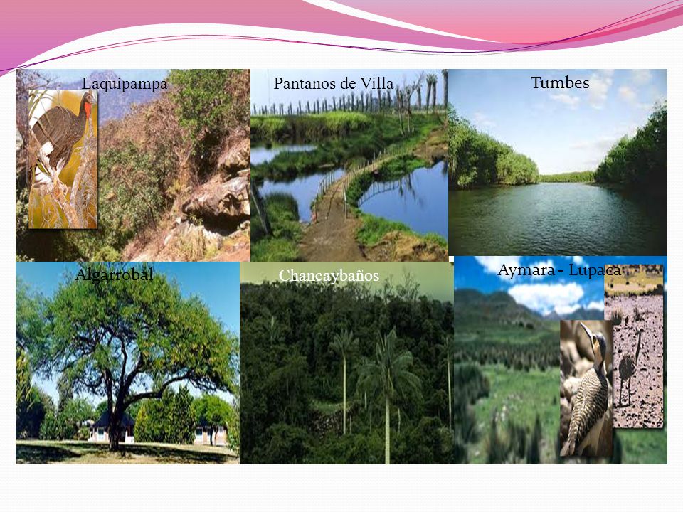 Laquipampa Pantanos de Villa Tumbes Aymara - Lupaca Algarrobal Chancaybaños