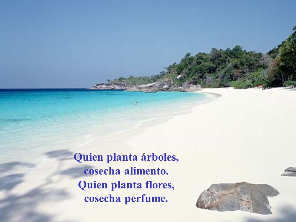 Quien planta árboles, cosecha alimento. Quien planta flores, cosecha perfume.