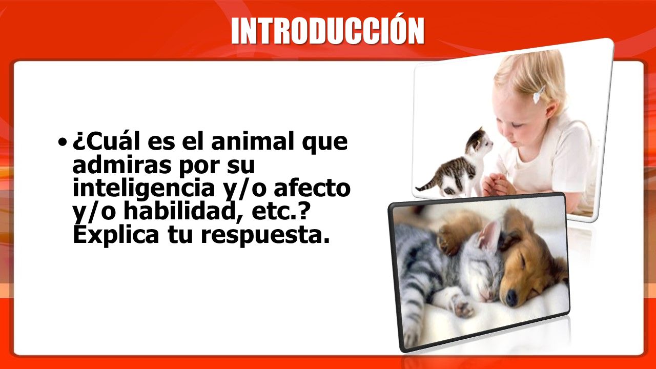 INTRODUCCIÓN ¿Cuál es el animal que admiras por su inteligencia y/o afecto y/o habilidad, etc..