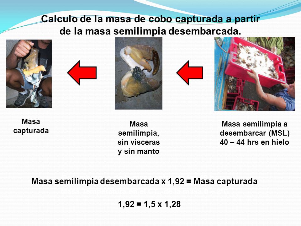 Calculo de la masa de cobo capturada a partir de la masa semilimpia desembarcada.