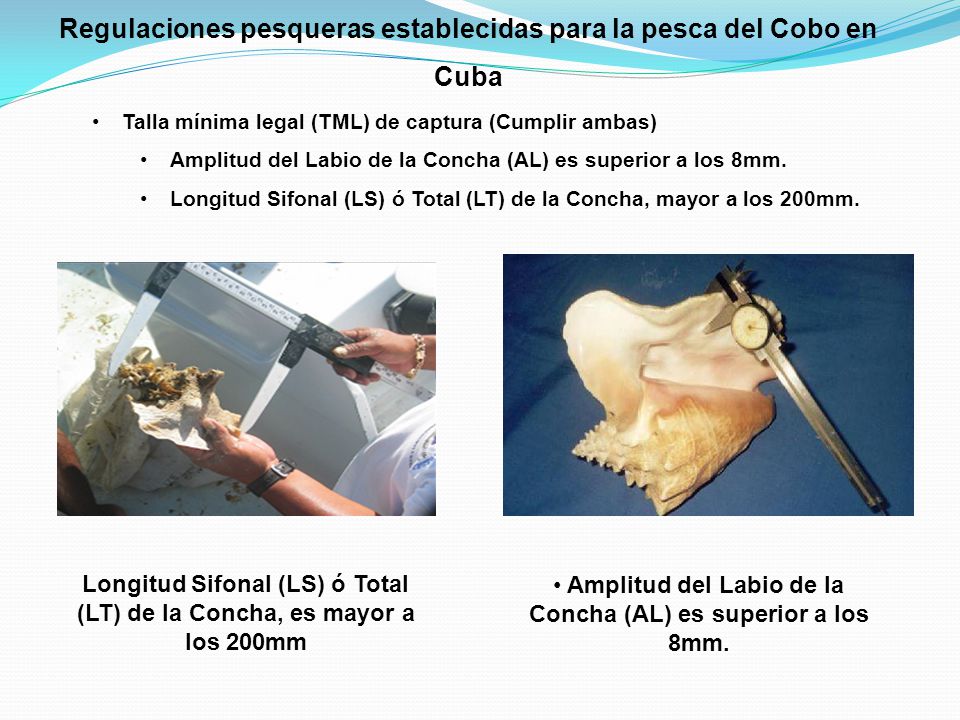 Regulaciones pesqueras establecidas para la pesca del Cobo en Cuba