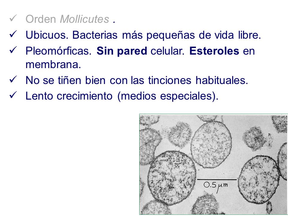 Orden Mollicutes . Ubicuos. Bacterias más pequeñas de vida libre. Pleomórficas. Sin pared celular. Esteroles en membrana.
