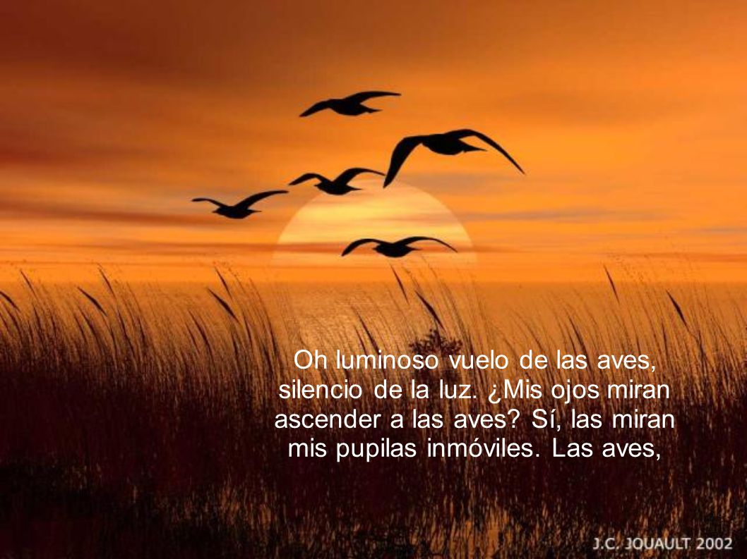 Oh luminoso vuelo de las aves, silencio de la luz
