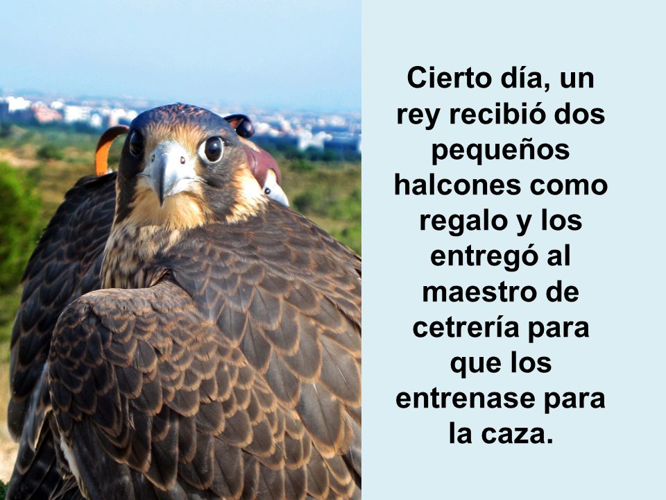 Cierto día, un rey recibió dos pequeños halcones como regalo y los entregó al maestro de cetrería para que los entrenase para la caza.