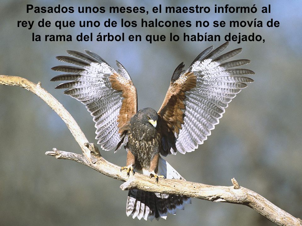 Pasados unos meses, el maestro informó al rey de que uno de los halcones no se movía de la rama del árbol en que lo habían dejado,
