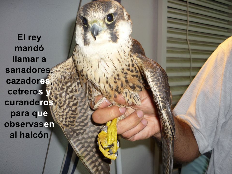 El rey mandó llamar a sanadores, cazadores, cetreros y curanderos para que observasen al halcón