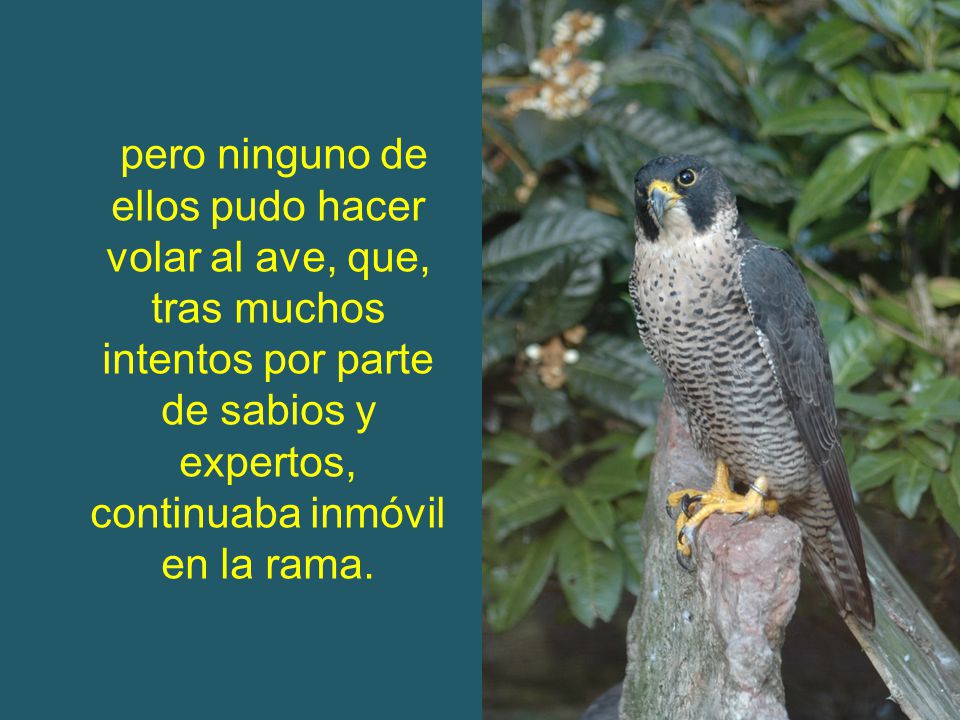 pero ninguno de ellos pudo hacer volar al ave, que, tras muchos intentos por parte de sabios y expertos, continuaba inmóvil en la rama.
