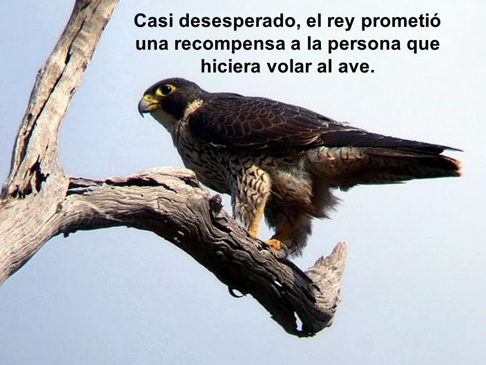 Casi desesperado, el rey prometió una recompensa a la persona que hiciera volar al ave.