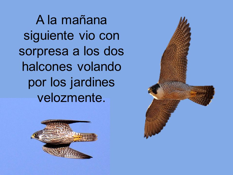 A la mañana siguiente vio con sorpresa a los dos halcones volando por los jardines velozmente.