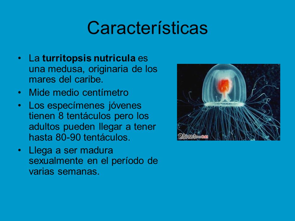 Características La turritopsis nutricula es una medusa, originaria de los mares del caribe. Mide medio centímetro.
