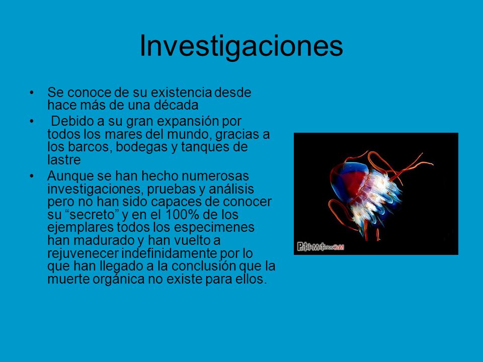 Investigaciones Se conoce de su existencia desde hace más de una década.