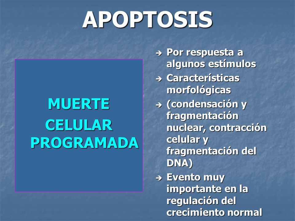 APOPTOSIS MUERTE CELULAR PROGRAMADA Por respuesta a algunos estímulos