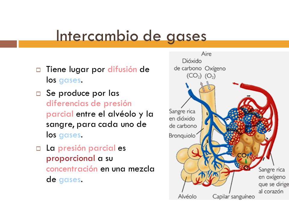 Intercambio de gases Tiene lugar por difusión de los gases.