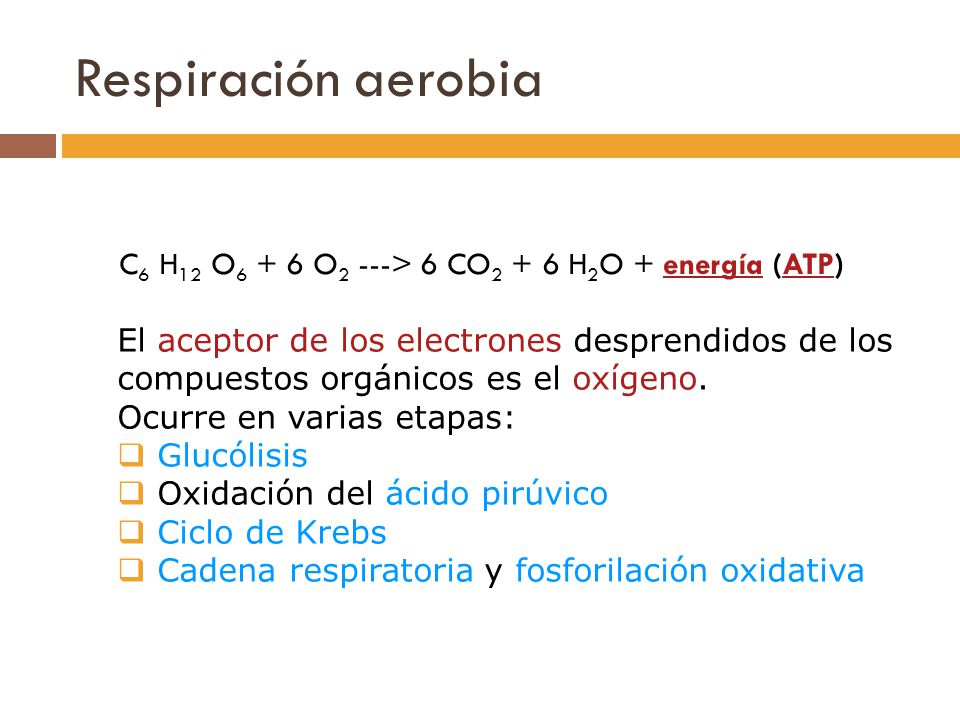 Respiración aerobia C6 H12 O6 + 6 O2 ---> 6 CO2 + 6 H2O + energía (ATP)