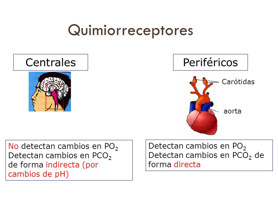 Quimiorreceptores Centrales Periféricos No detectan cambios en PO2