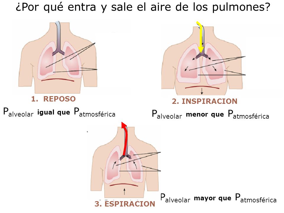 ¿Por qué entra y sale el aire de los pulmones