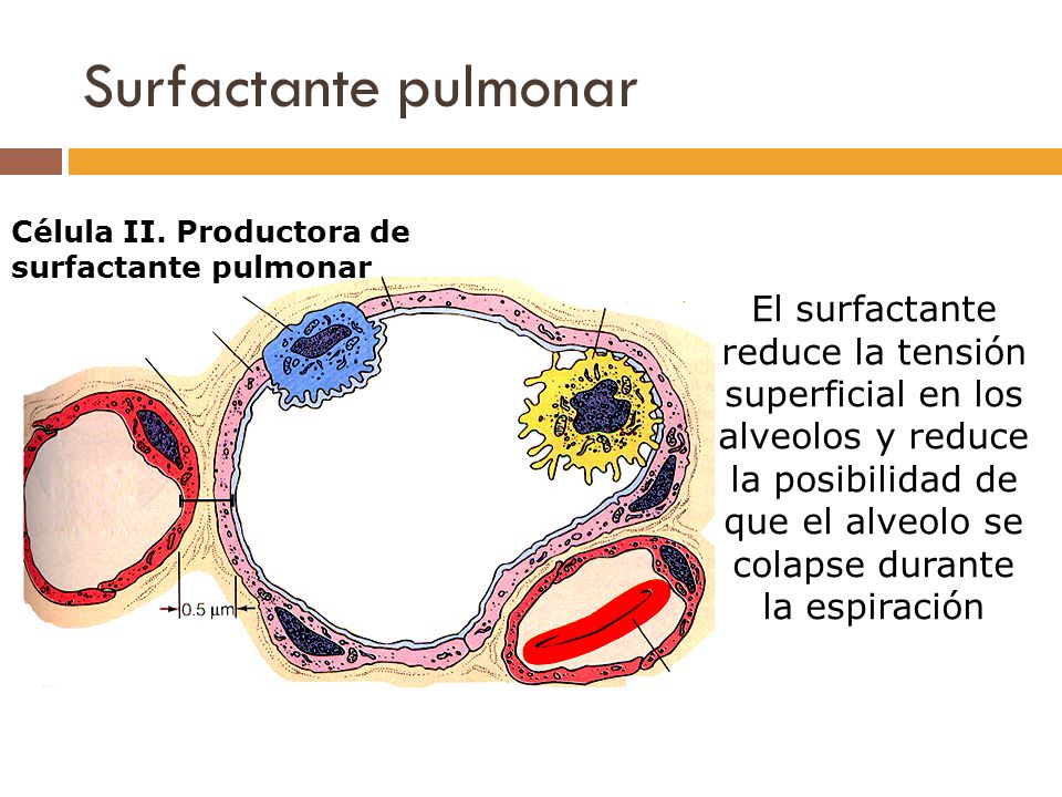 Surfactante pulmonar Célula II. Productora de. surfactante pulmonar.