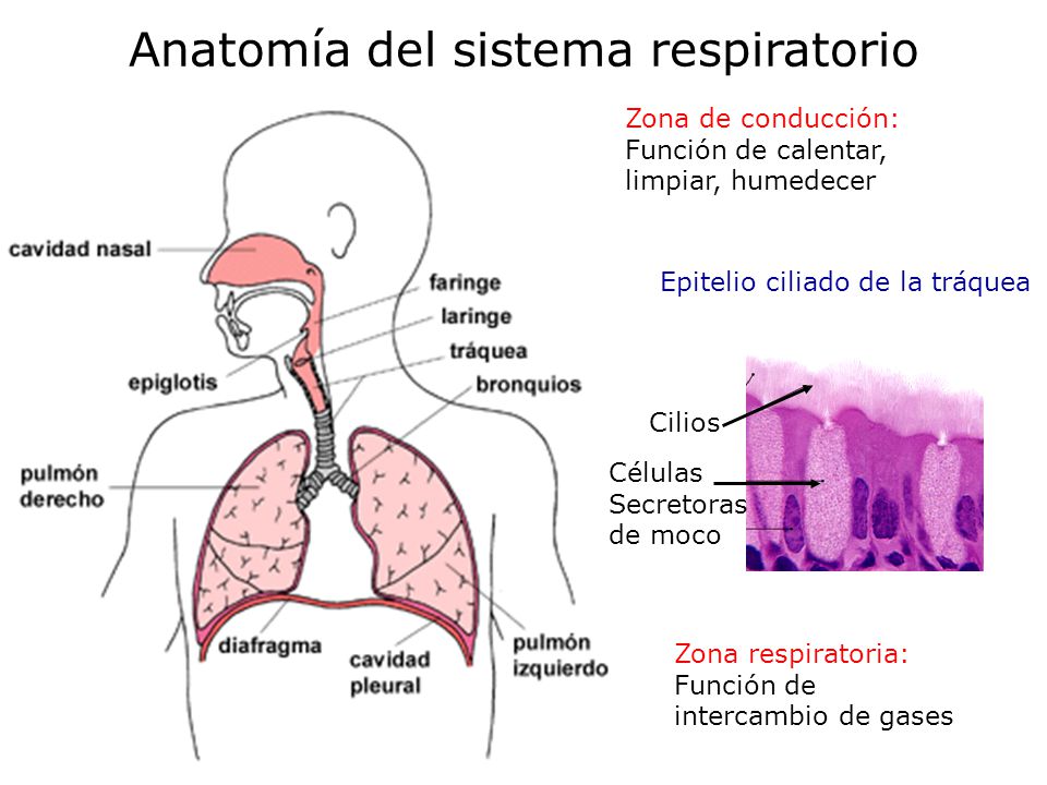 Anatomía y fisiología del Aparato Respiratorio ppt video online descargar