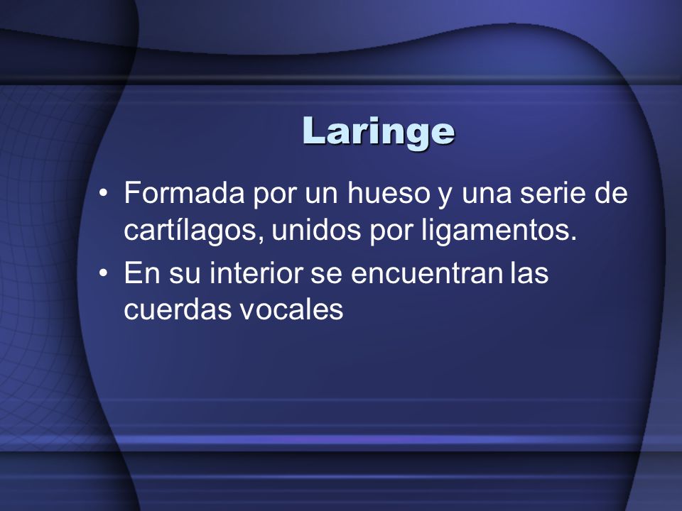 Laringe Formada por un hueso y una serie de cartílagos, unidos por ligamentos.
