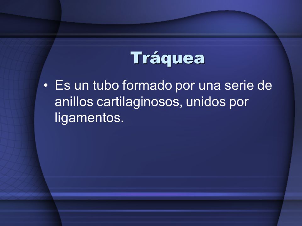 Tráquea Es un tubo formado por una serie de anillos cartilaginosos, unidos por ligamentos.